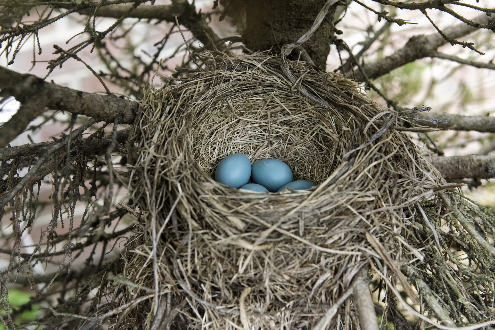 8 different types of birds' nests – Learn the Birds