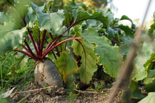 beet growing out of the ground