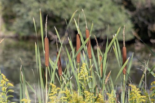 Cattails