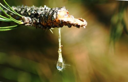 sap dripping out of a tree branch