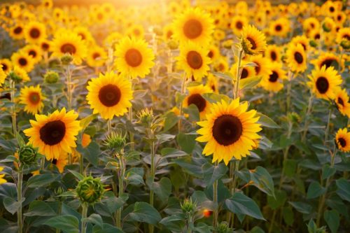 Sunflower field