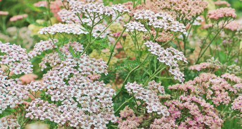 Small pink flowers