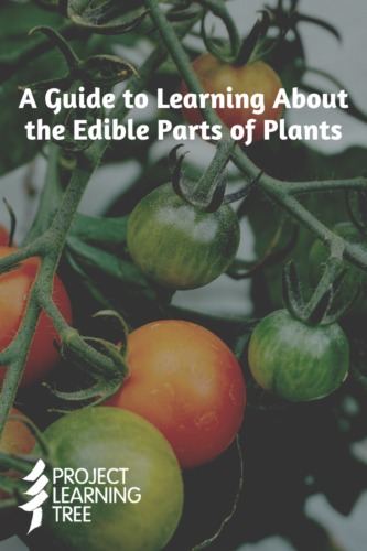 A guide to learning about the edible parts of plants