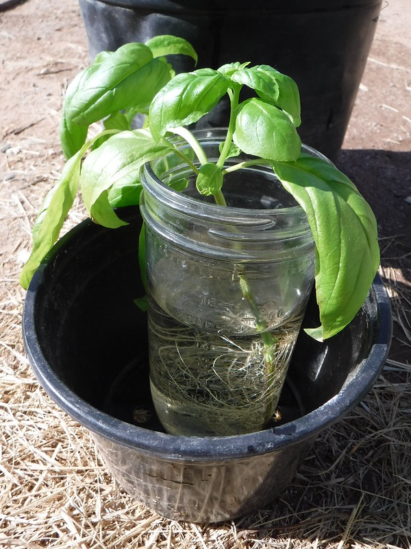 rooted basil propogation sitting in mason jar full of water