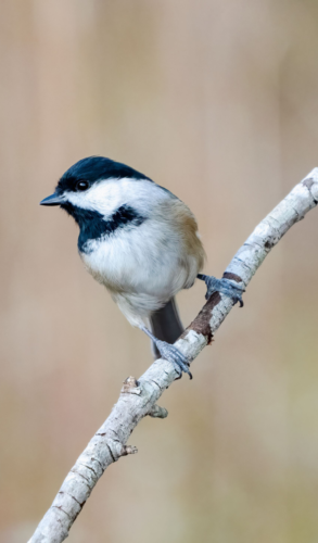 carolina chickadee perched on a branch