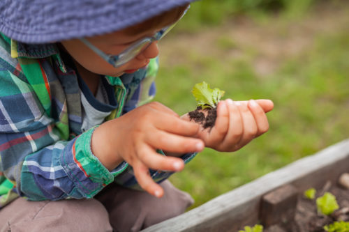 young boy with glasses holds a seedling