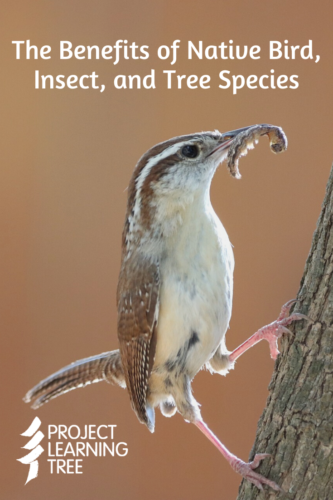 the benefits of native bird, insect, and tree species
