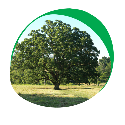 large white oak tree in a green, grassy field