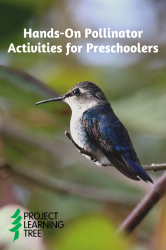 hands-on pollinator activities for preschoolers