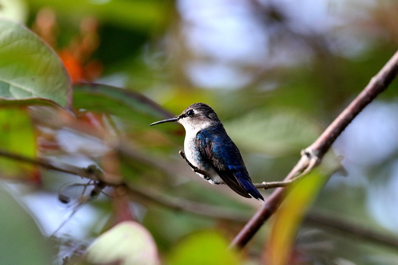 hummingbird in a tree