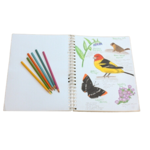 nature journal with colored pencil 