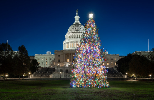 US Capitol Christmas Tree