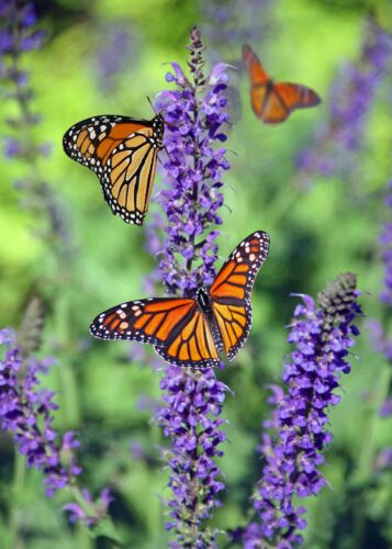 Monarch butterflies