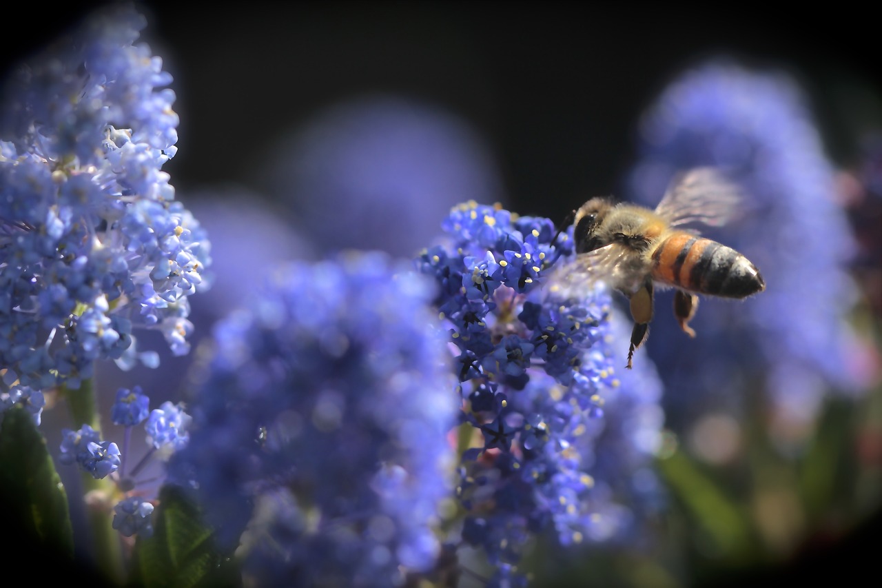 Bee landing on a flower