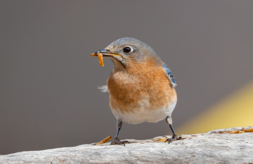 bird sitting on a branch with worm in mouth