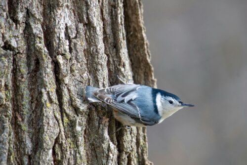 Image of a blue warbler on a treek trunk