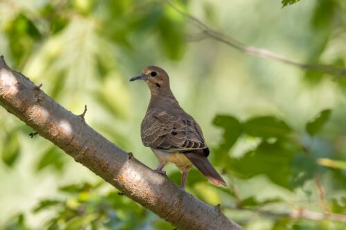 Mourning Dove on tree branch