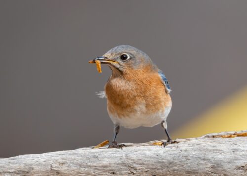 Eastern Bluebird on branch with worm in its mouth 