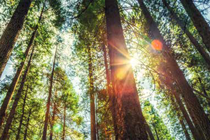 forest with sun shining through trees