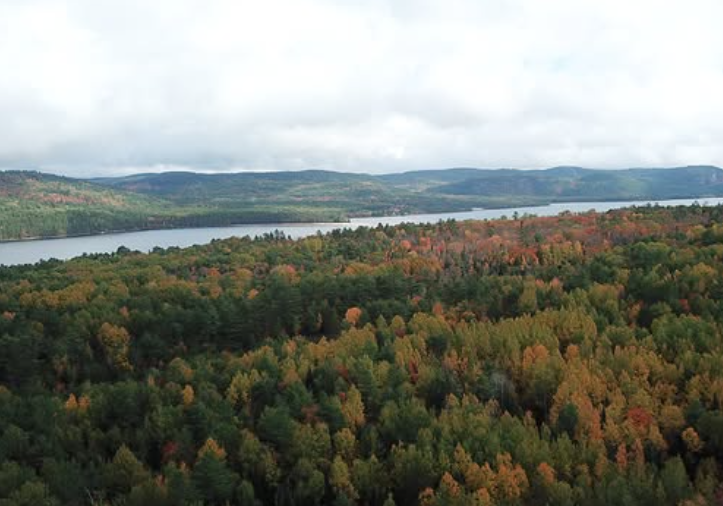 Forest background with Donate message