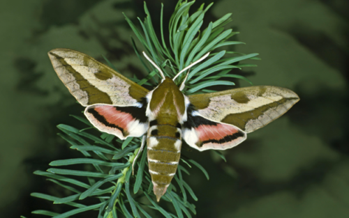 Spurge Hawk-moth