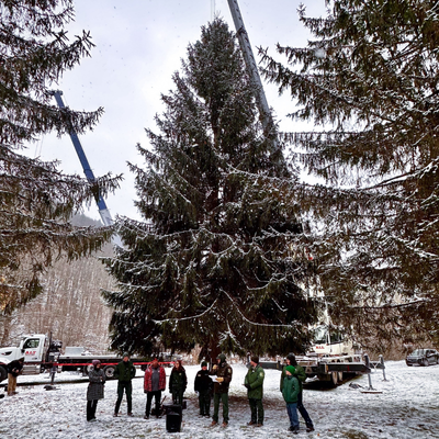 2023 capitol christmas tree