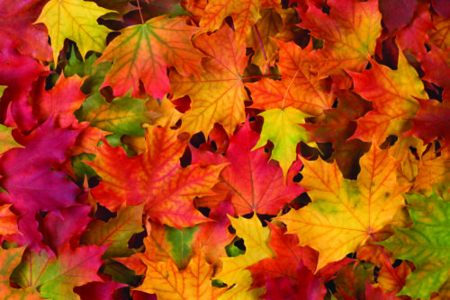 Colourful fall leaves