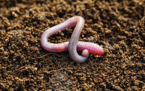 worm in compost pile