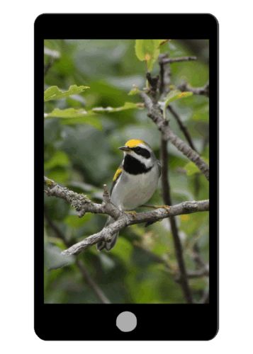 image of a Golden-winged Warbler in the forest perched on a branch