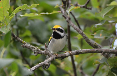 image of a Golden-winged Warbler in the forest perched on a branch