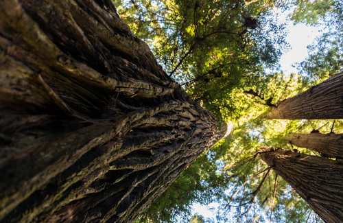 look up at a tall tree
